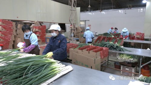 保蔬菜供应,漳浦企业在行动